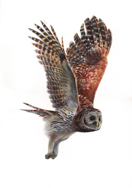 Tawny Owl - Bird Portrait (Photorealistic Drawing) 图画, 19.7x13.8 in