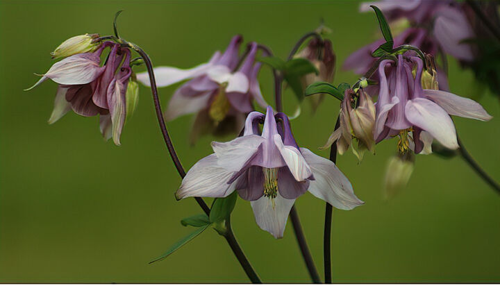 Photography titled "Triplets." by Dave English, Original Artwork, Digital Photography