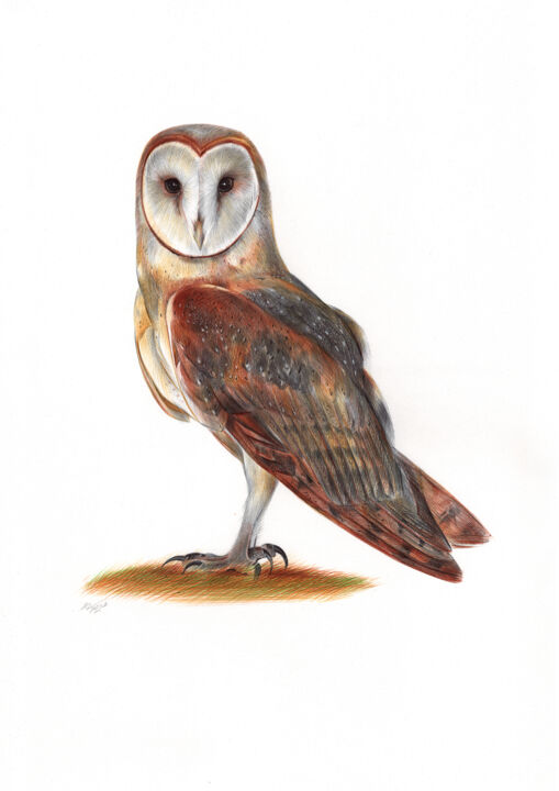 Barn Owl - Bird Portrait (Photorealistic Drawing) 图画, 19.7x13.8 in
