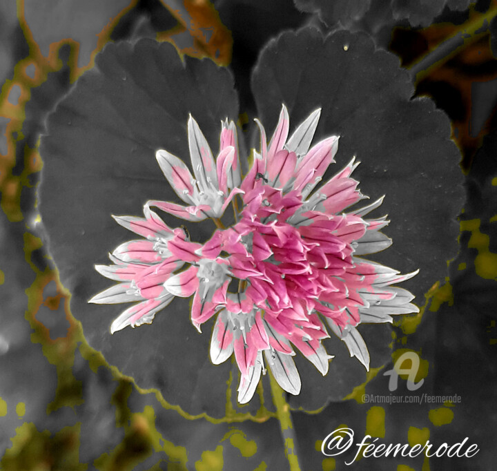 Photographie intitulée "Fragance&Ciboulette" par Féemerode, Œuvre d'art originale, Photographie manipulée