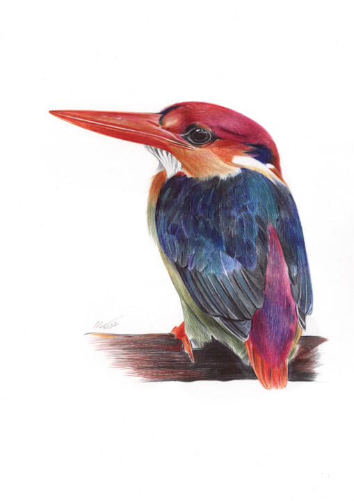 Oriental Dwarf Kingfisher (Bird Portrait) 图画, 13x9.1 in