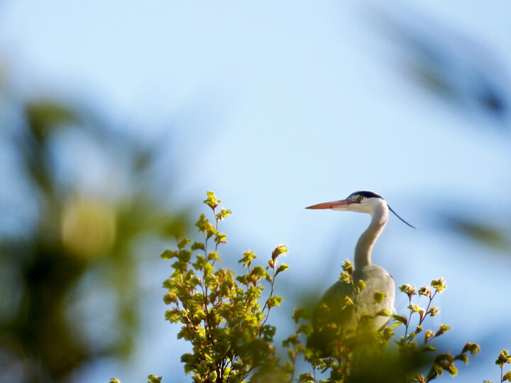 Ardea head colors and blue sky background 摄影