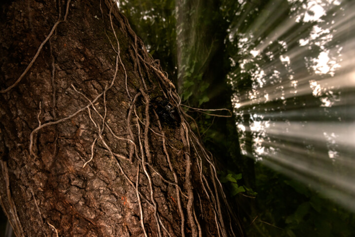 "carballo envenenado…" başlıklı Fotoğraf Xan Gasalla González-Redondo tarafından, Orijinal sanat, Fotoşopsuz fotoğraf