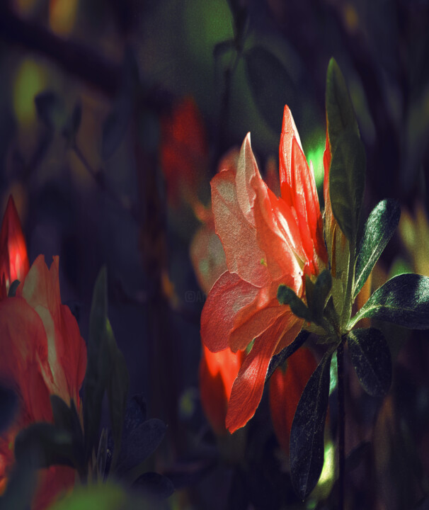 Photography titled "‘Screaming Hedge -…" by Blamemrken, Original Artwork, Digital Photography