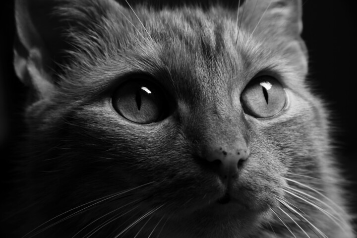Cat in Black and White 摄影