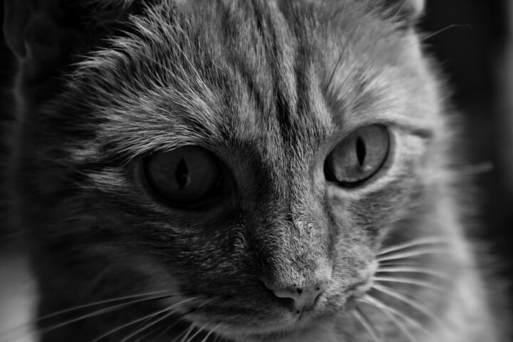 Cat in Black and White #2 摄影