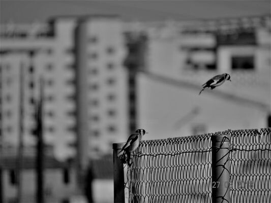 carduelis-carduelis 摄影