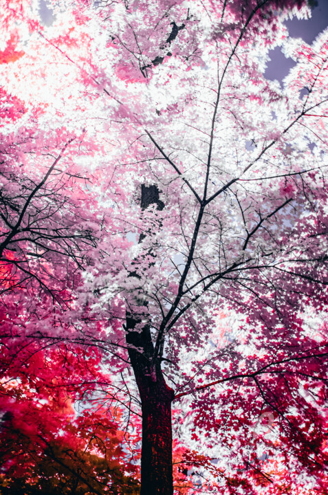 Photography titled "Arbre infrarouge" by Oleg Andrienko, Original Artwork, Digital Photography