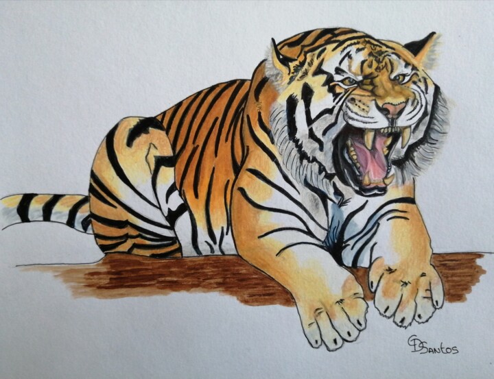 tigre 2 图画, 9.5x12.6 in