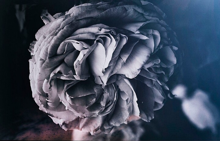 Photographie intitulée "Pivoine" par Dave English, Œuvre d'art originale, Photographie manipulée