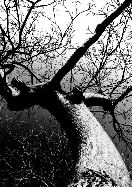 Orzech Photography, 23.6x17.7 in