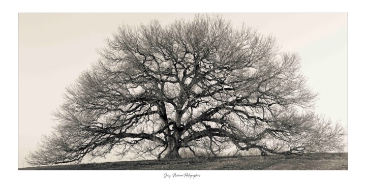 Chêne remarquable - Hiver Photography, 23.6x47.2 in