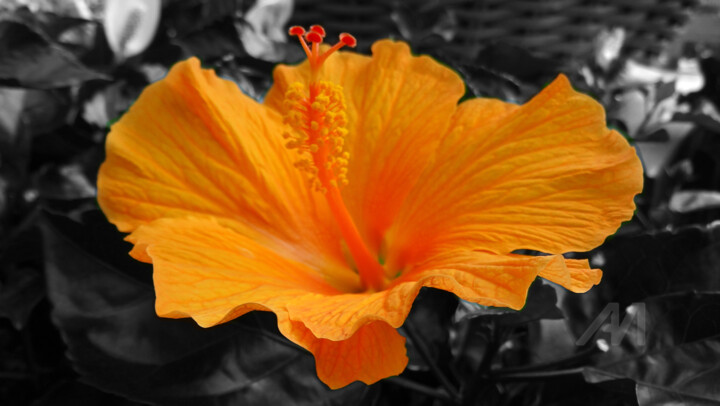 Photographie intitulée "Unique intense colo…" par Cédric Hajiji, Œuvre d'art originale, Photographie numérique