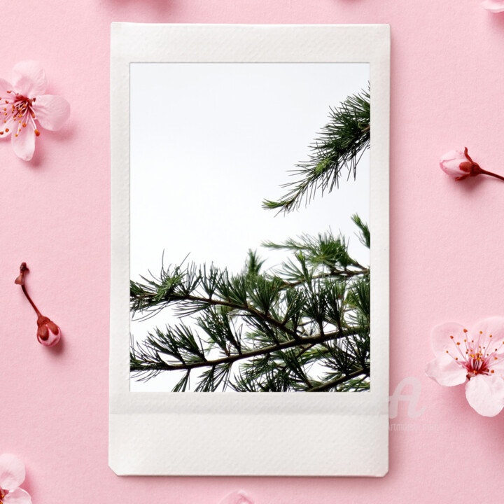 Pola style on winter coniferous branches + pink other stuff Photography