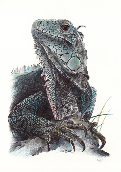 American Iguana (Photorealistic Ballpoint Pen Drawing) 图画, 13x9.1 in