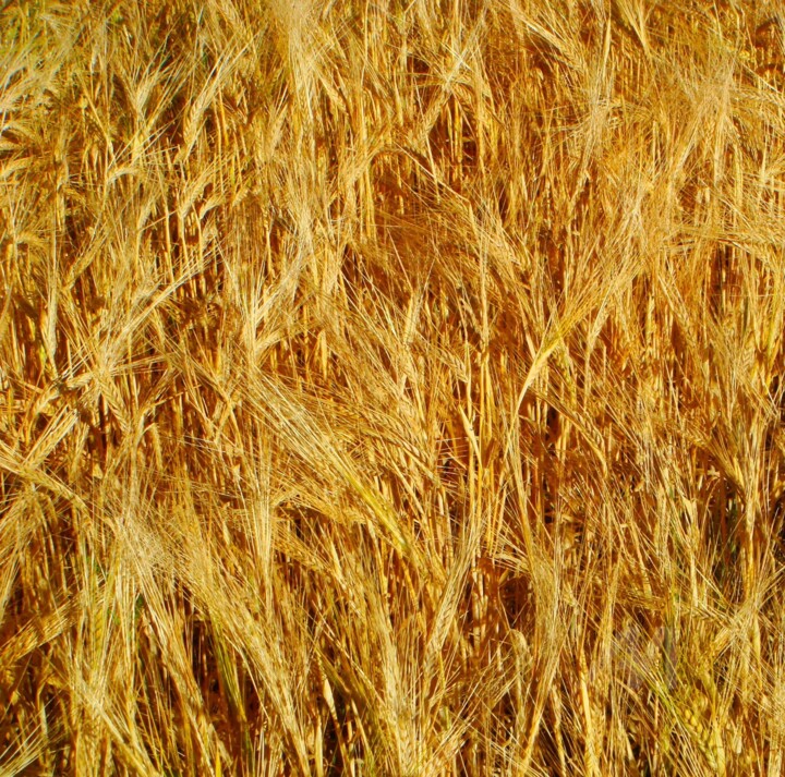Photographie intitulée "Wheatfield" par Otto Frühwach, Œuvre d'art originale, Photographie non manipulée