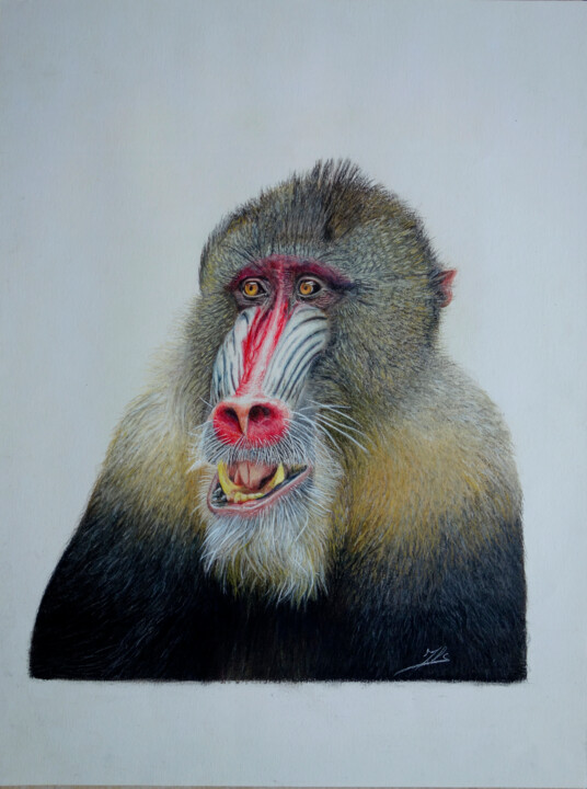 Mandrill 图画, 15.6x11.8 in
