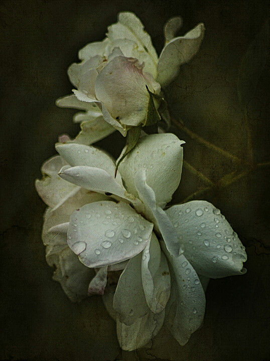 Photography titled "Time goes by for ev…" by Dave English, Original Artwork, Digital Photography
