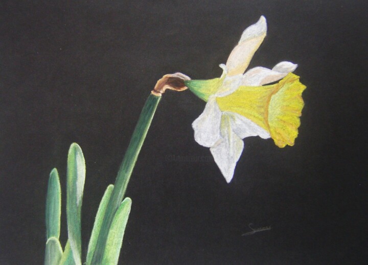 Drawing titled "Daffodil" by P. Le Sommer, Original Artwork, Pastel