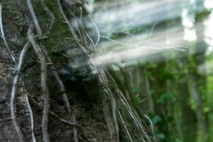 "ultimas luces" başlıklı Fotoğraf Xan Gasalla González-Redondo tarafından, Orijinal sanat, Fotoşopsuz fotoğraf