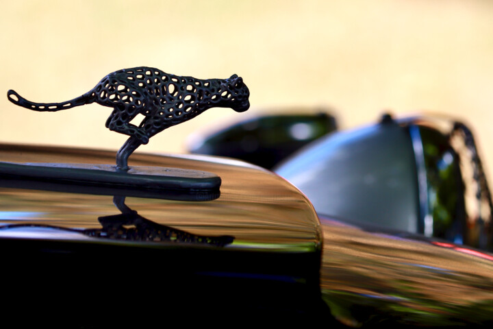 Mascotte, Panther 摄影