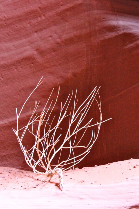 Photography titled "Skeletons" by Magali Asselin, Original Artwork, Digital Photography