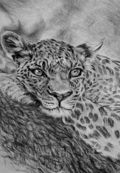 Leopard B & W 绘画, 12x9 in