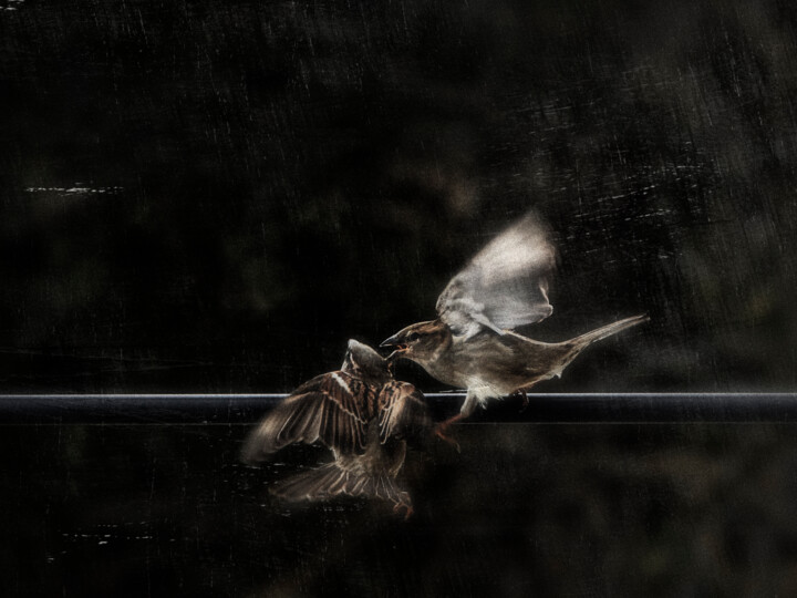 Photography titled "la bataille" by Mix-Photographies, Original Artwork, Digital Photography