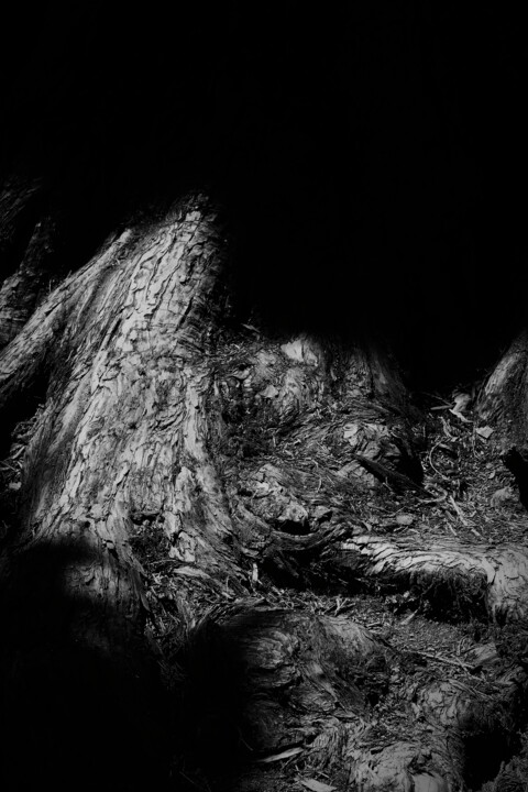 Photography titled "Roots." by Dave English, Original Artwork, Digital Photography
