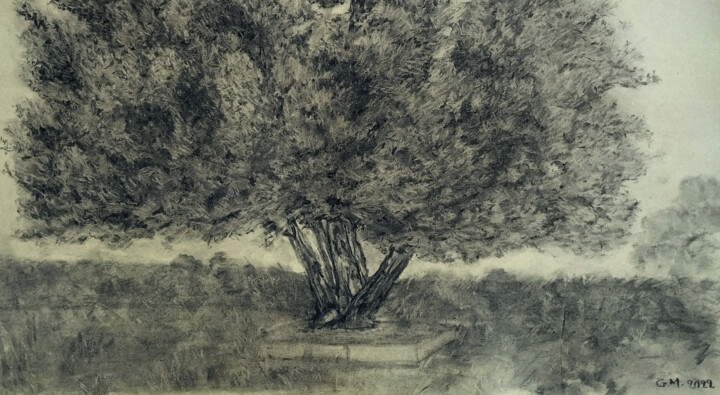 Ελιά του κήπου Drawing, 20.5x26.4 in