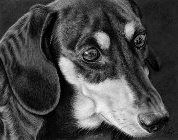 Dachshund 图画, 9.5x12 in