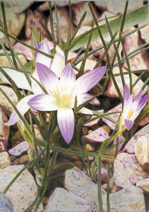 图画 标题为“flower” 由Nafiseh Jafary, 原创艺术品, 铅笔 安装在木质担架架上
