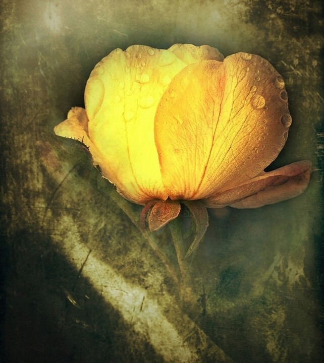Photographie intitulée "Orange." par Dave English, Œuvre d'art originale, Photographie numérique