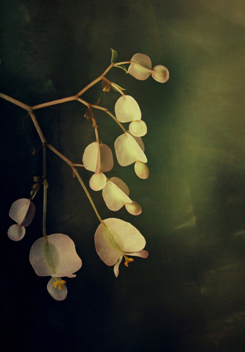 Photography titled "Fragile" by Dave English, Original Artwork, Digital Photography