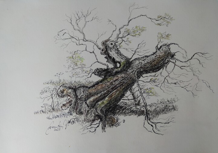 inclined old oak tree in a field. Alte Eiche auf dem Feld. Resim, 11,8x15,8 in