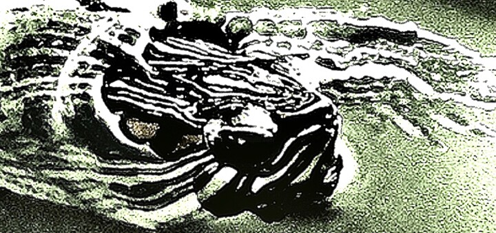 Turtle in Turtle Pond 100a2x 摄影, 14.1x30 in