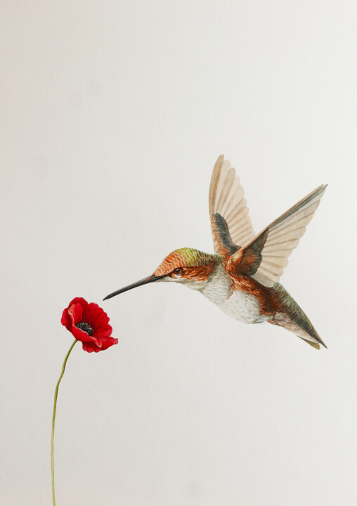 Hummingbird with poppy 绘画, 16.5x11.8 in