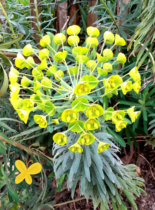 Photographie intitulée "Euphorbe 2022" par Pilato Adriana, Œuvre d'art originale, Photographie numérique