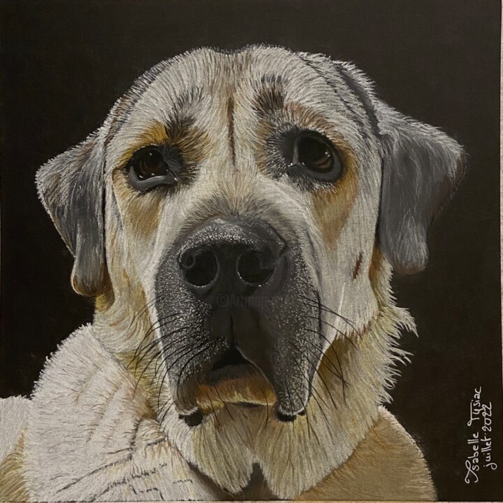 portrait de Locky 图画, 11.8x11.8 in