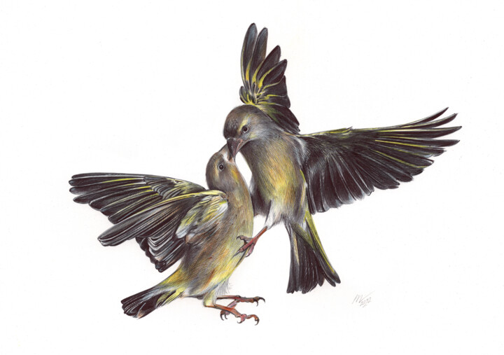 Eurasian Siskin (Realistic Ballpoint Pen Bird Portrait) 图画, 9.1x13 in