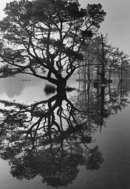 Photography titled "She Tree Dancing" by Kevin Felts, Original Artwork, Digital Photography