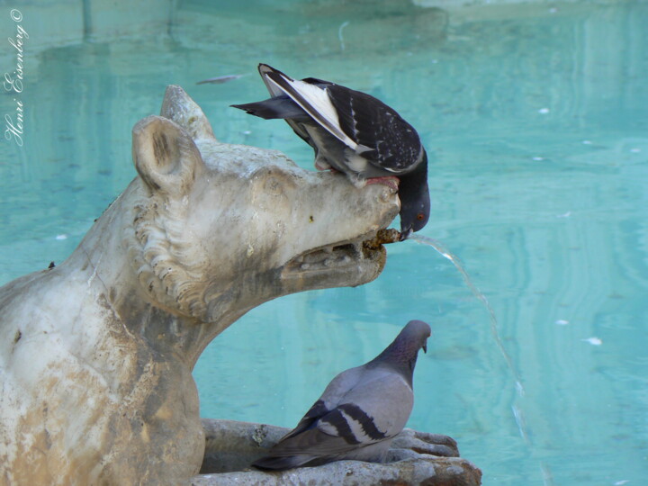 La Louve et le Pigeon 摄影