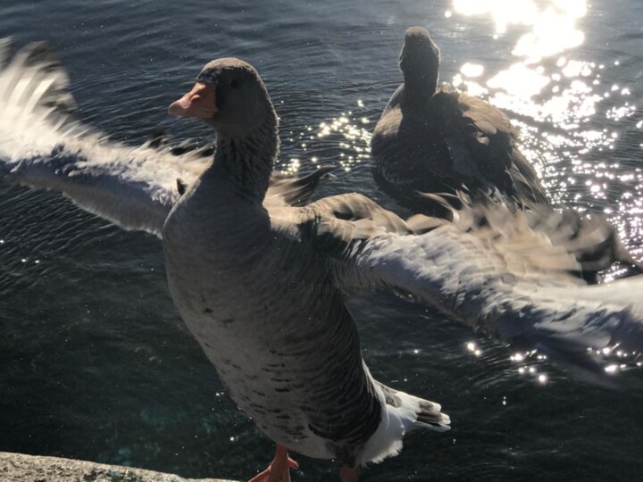 Silver Duck, Bird on the pond, Big wings 摄影