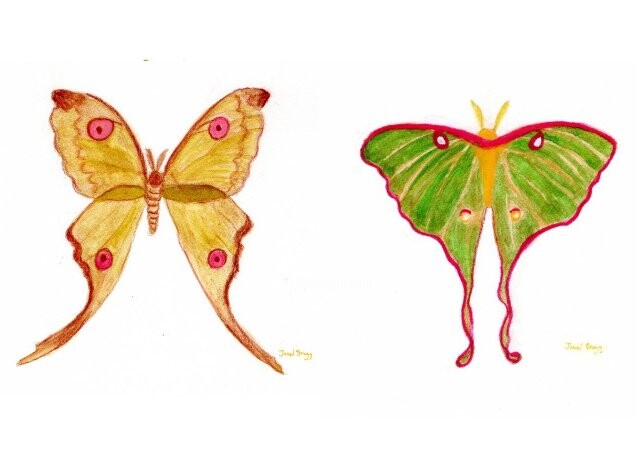 Moth Endearment Pair I and II 绘画, 20x20 in