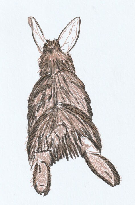 Lapin 图画