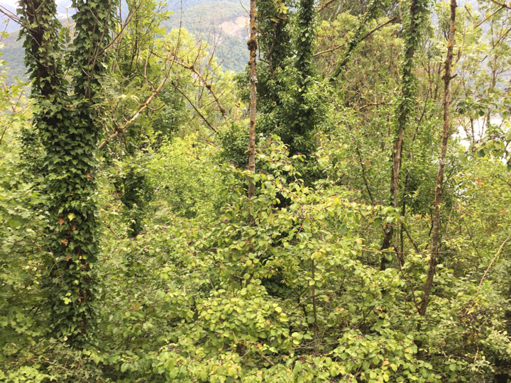 Nature dorée 摄影