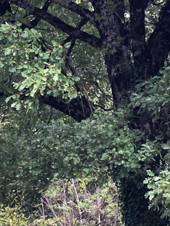 L'arbre noir 摄影