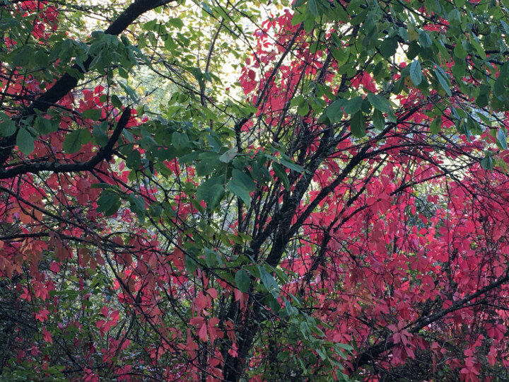 Les arbres rouges 摄影