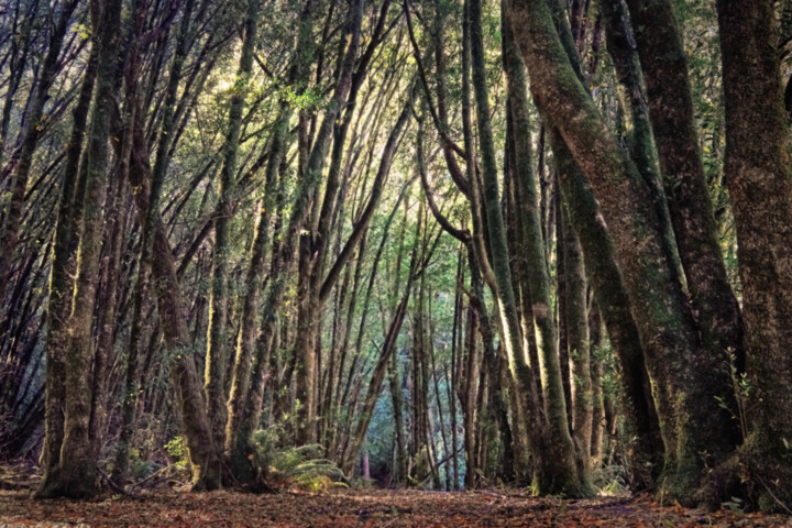 Photography titled "Waxmyrtle Grove" by Kevin Felts, Original Artwork, Digital Photography