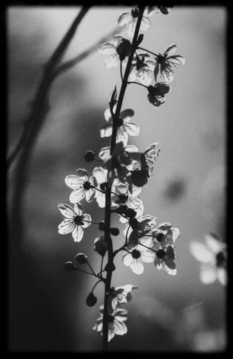 Photography titled "Hymn to Silence 3" by Junko, Original Artwork, Digital Photography Mounted on Aluminium